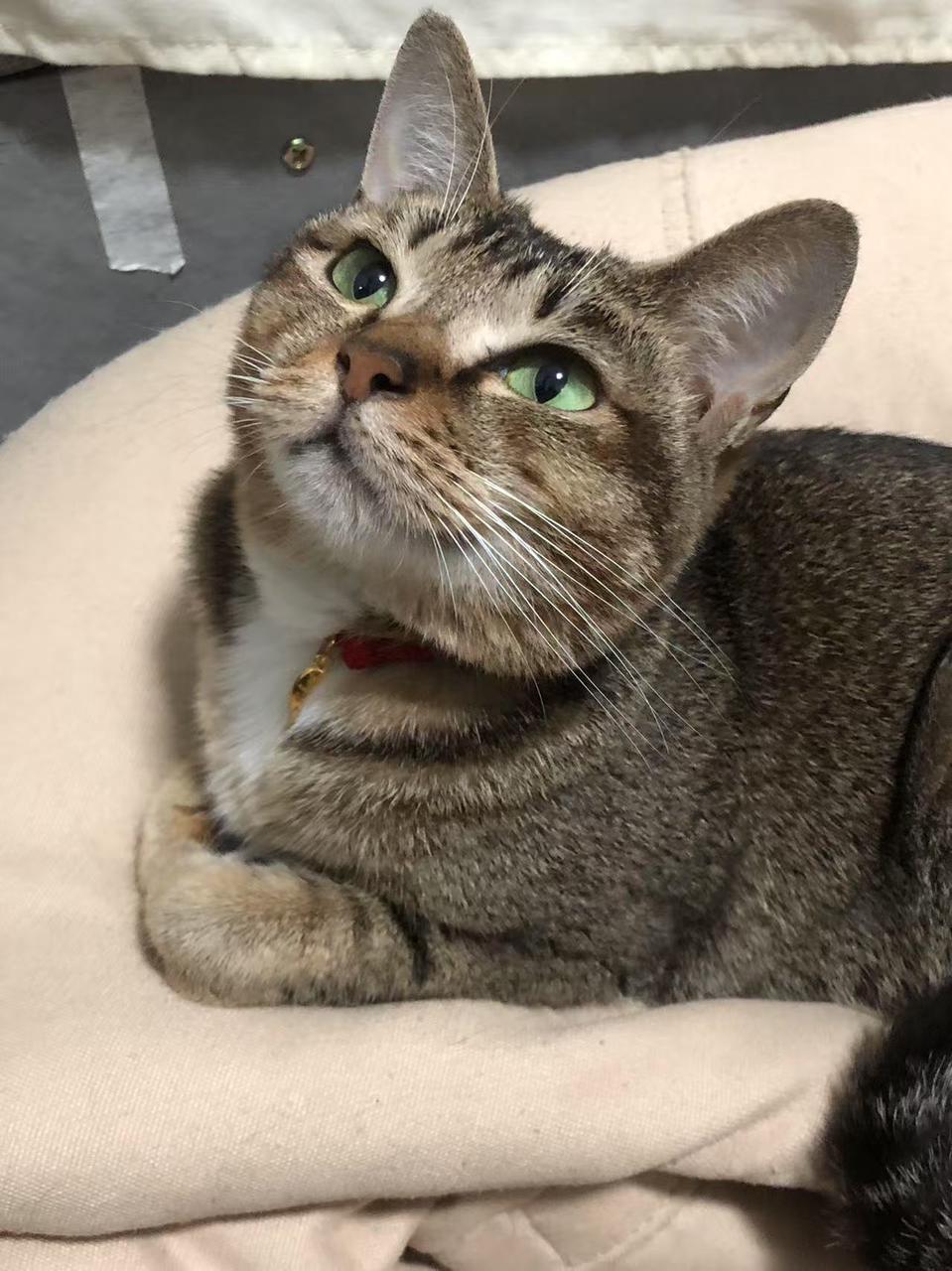 家里的猫猫，变成随身的小守护神